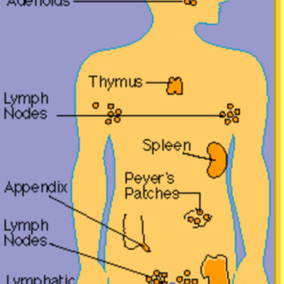 Timeline: Immune System Timeline