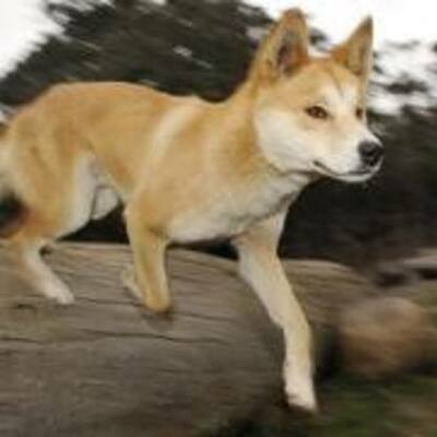 Timeline: A Dingo's Got My Baby