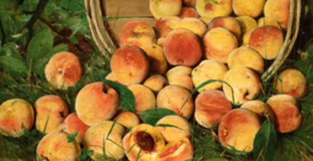 Basket of Peaches