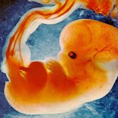 Timeline: Fetal development timeline