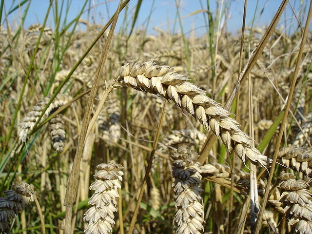 Failure of Crops
