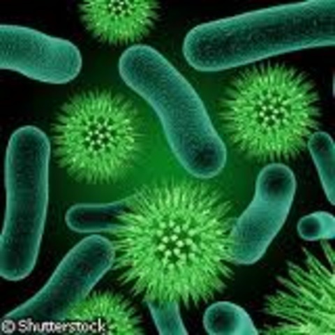 Francisco Bolívar Zapata