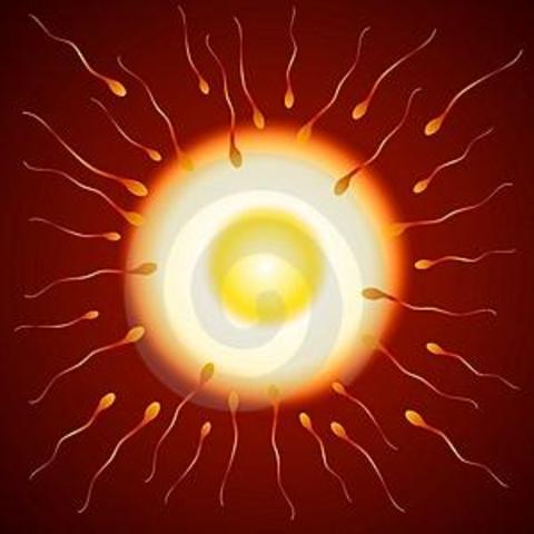 Fertilization