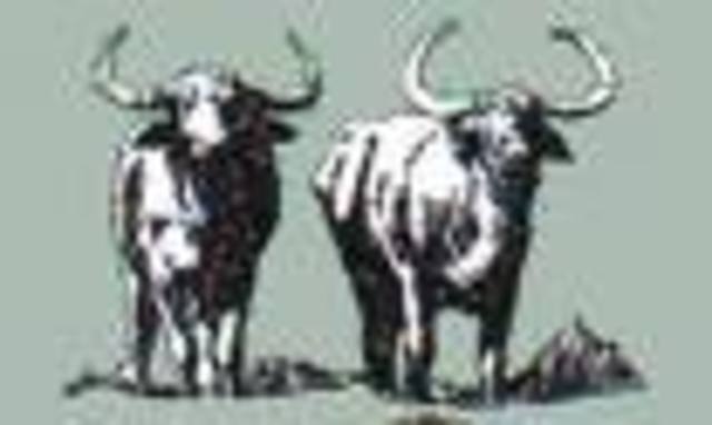 Domestican of the Buffalo