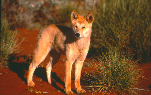 Lindy sees dingoes