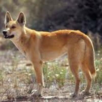 Timeline: Azaria Chamberlain, "A Dingo Has Got My Baby"