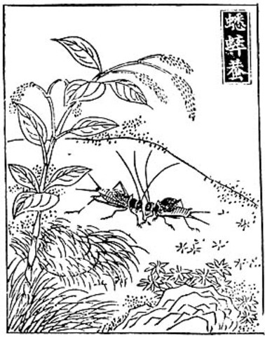 Completion of the Erya