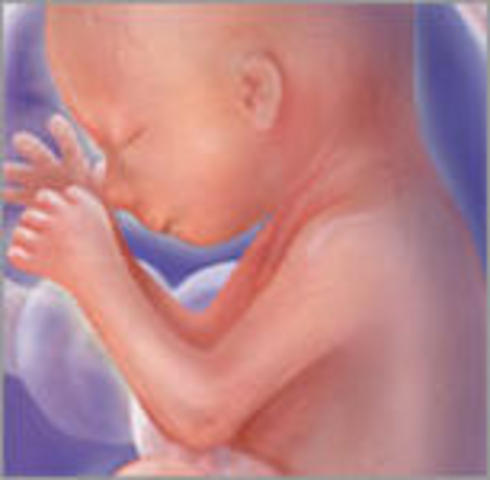 Week 20 of pregnancy