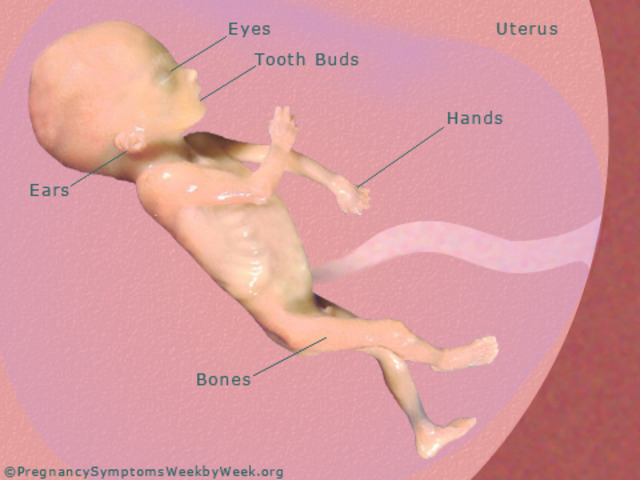 Week 22 of pregnancy