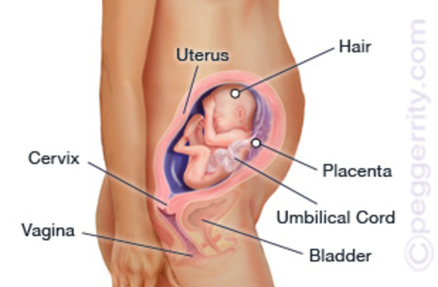 Week 25 of pregnancy