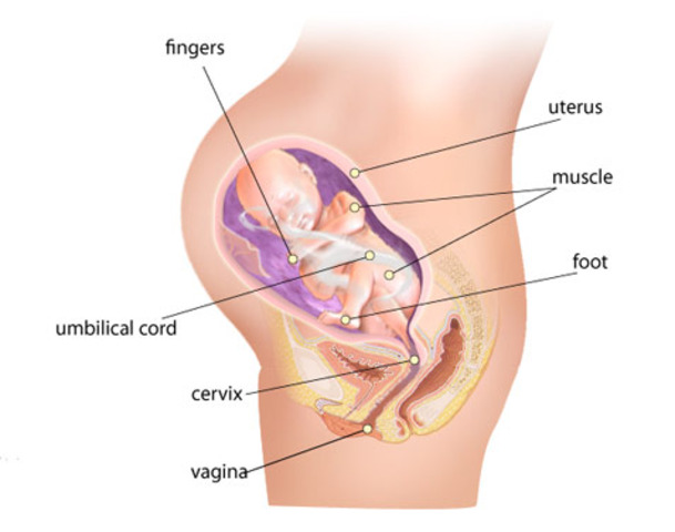 Week 28 of pregnancy