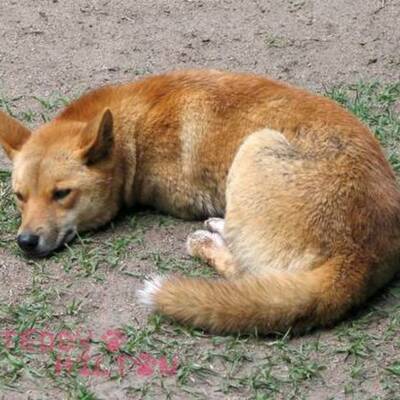 Timeline: A Dingo Has My Baby