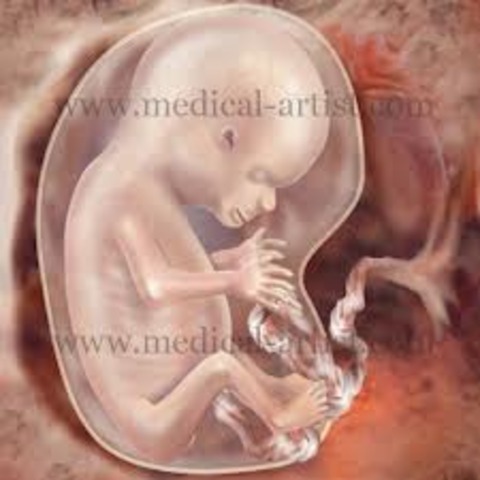 fetal development week 12