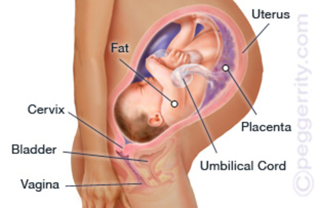 Week 39 of pregnancy