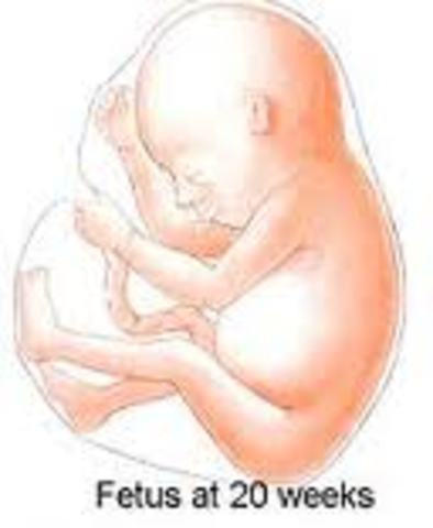 fetal development week 20