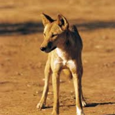 Timeline: A Dingo Has Got My Baby - Azaria Chamberlain
