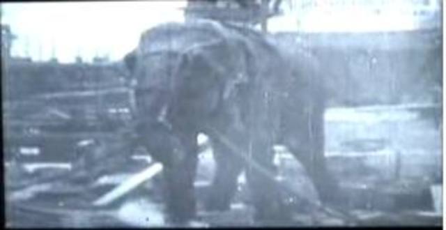 Ultima Victima de la Guerra