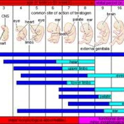Timeline:  fetal and pregnancy development timeline
