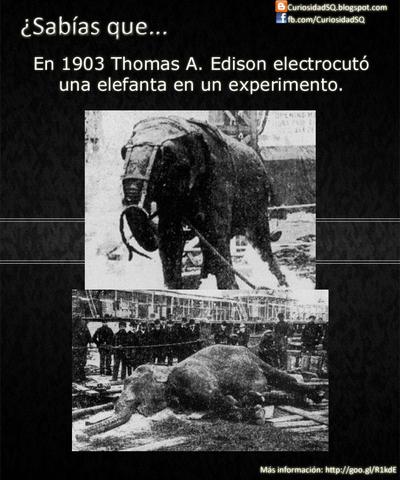 La electrocucion del elefante tospi