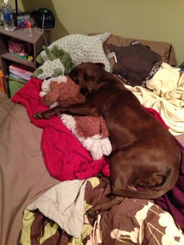 Me trajo a casa mi perro Bailey.