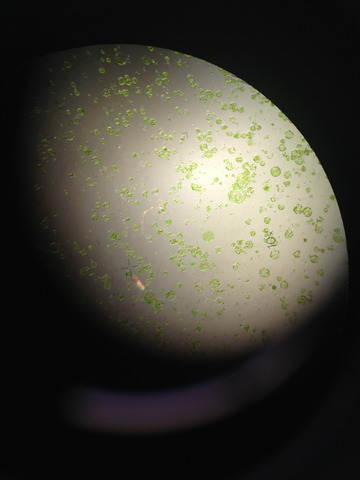 Prepare Enzyme and PEG Solution, Perform Protoplast Isolation and Transformation