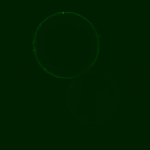 Check Localization of the Tagged Protein e.g. at Confocal Microscope