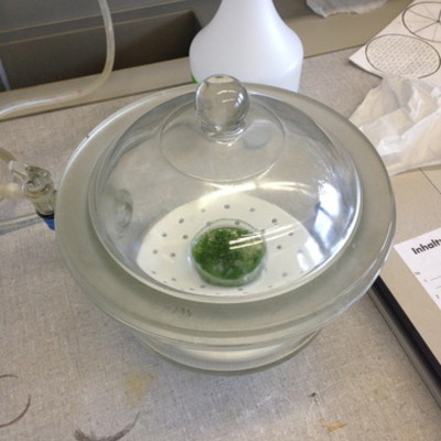 Timeline: Protoplast Transient Transformation with Evelyne :)