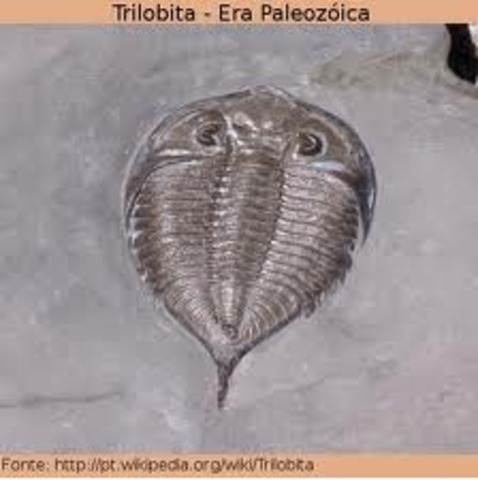 Trilobites- seres vivos caracteristicos desta era