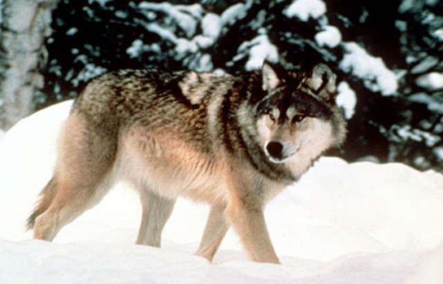 wolves are introduced