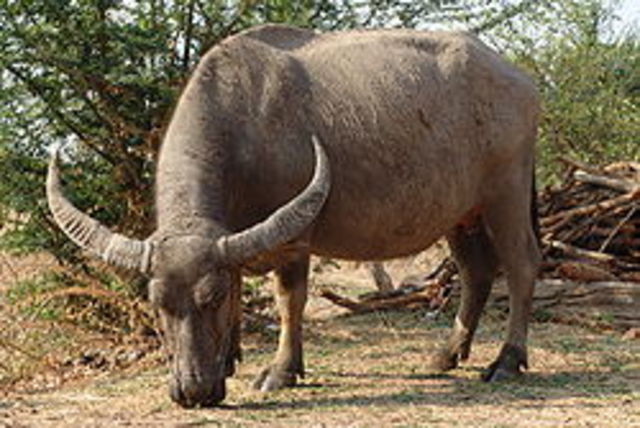 Domestication of the Buffalo