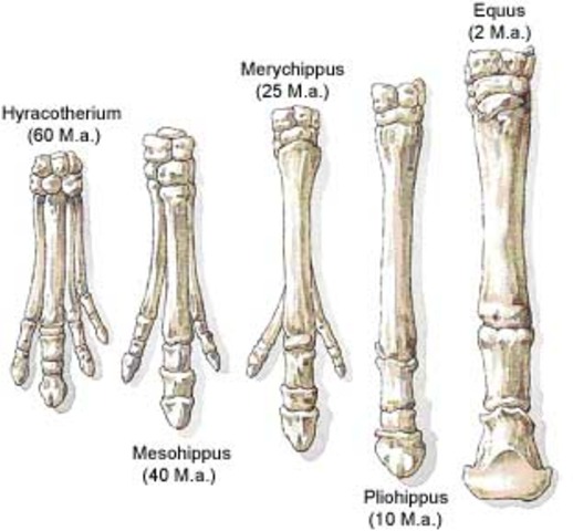 Primeros "esbozos" de la teoria Darwiniana