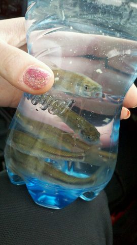 Compraba mi primer pez