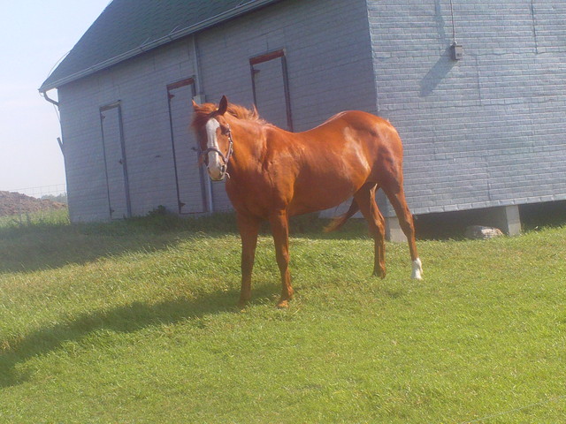 Compré mi primer caballo