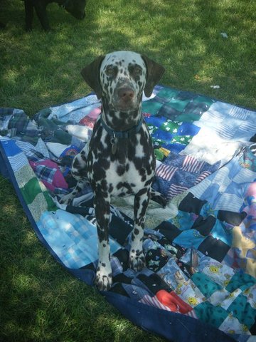 Gané Gran Campeón en la agilidad con mi perro en julio pasado
