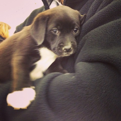 Recibí mi otro perrito, Halie.