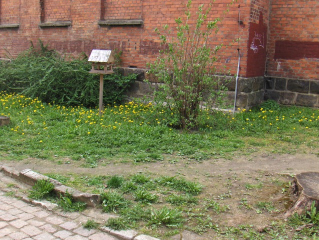 Tak wyglądał szkolny ogródek przed porządkami.