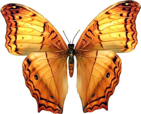 дата рождения