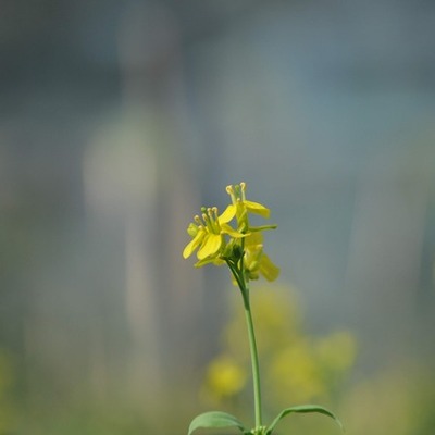 Timeline: Brassica & Co.