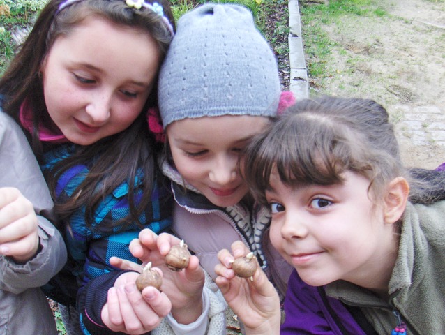 W październiku posadziliśmy cebulki krokusów.