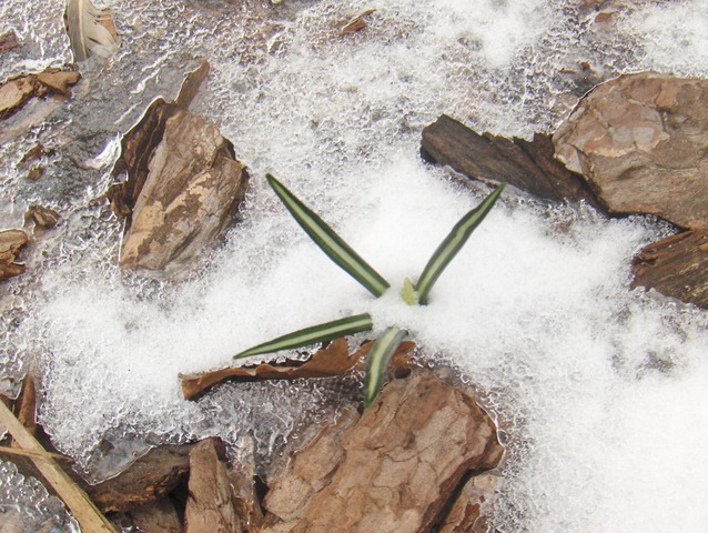 Ojej, spadł śnieg! Co będzie z krokusami?