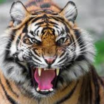 Timeline: Spring 2013 Life of Pi 3rd Chance