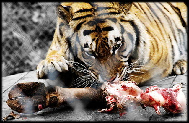 When Pi meet the tiger