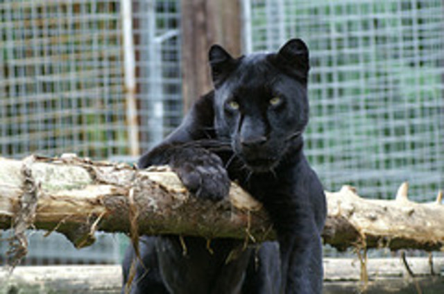 Black leopard escaped from zoo