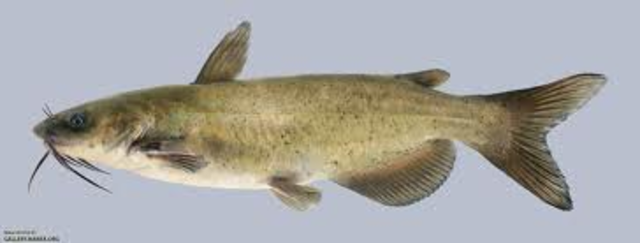 fist time ever to go fishing