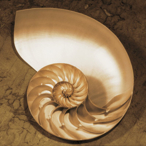 "The Chambered Nautilus" by Oliver Wendell Holmes