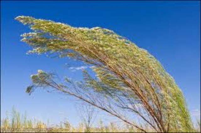 "What if a Much of a Which of a Wind" by E.E. Cummings