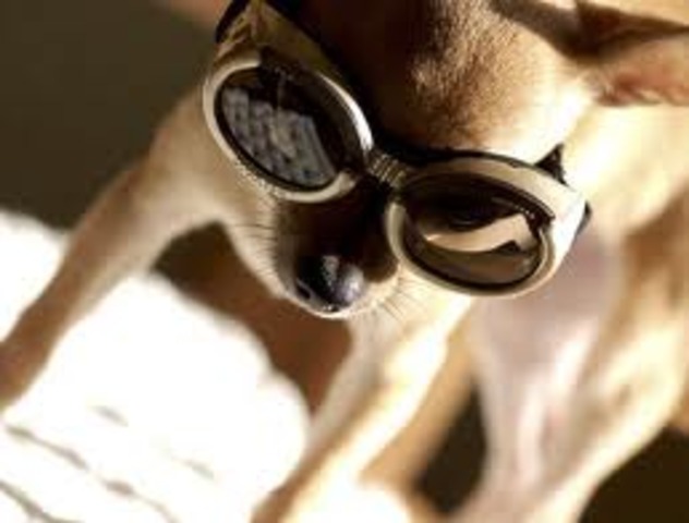 Invention of the Doggles