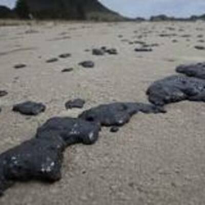 Timeline: Science bio/ecology internal AS 90951 and 90926