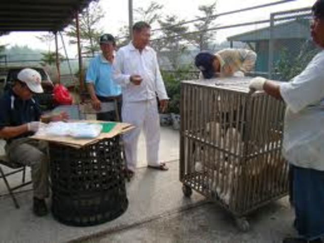 Treating Dogs Horribly