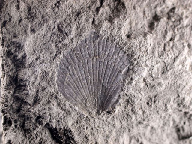 Academy of Natural Sciences of Philadelphia gathers fossils from Badlands
